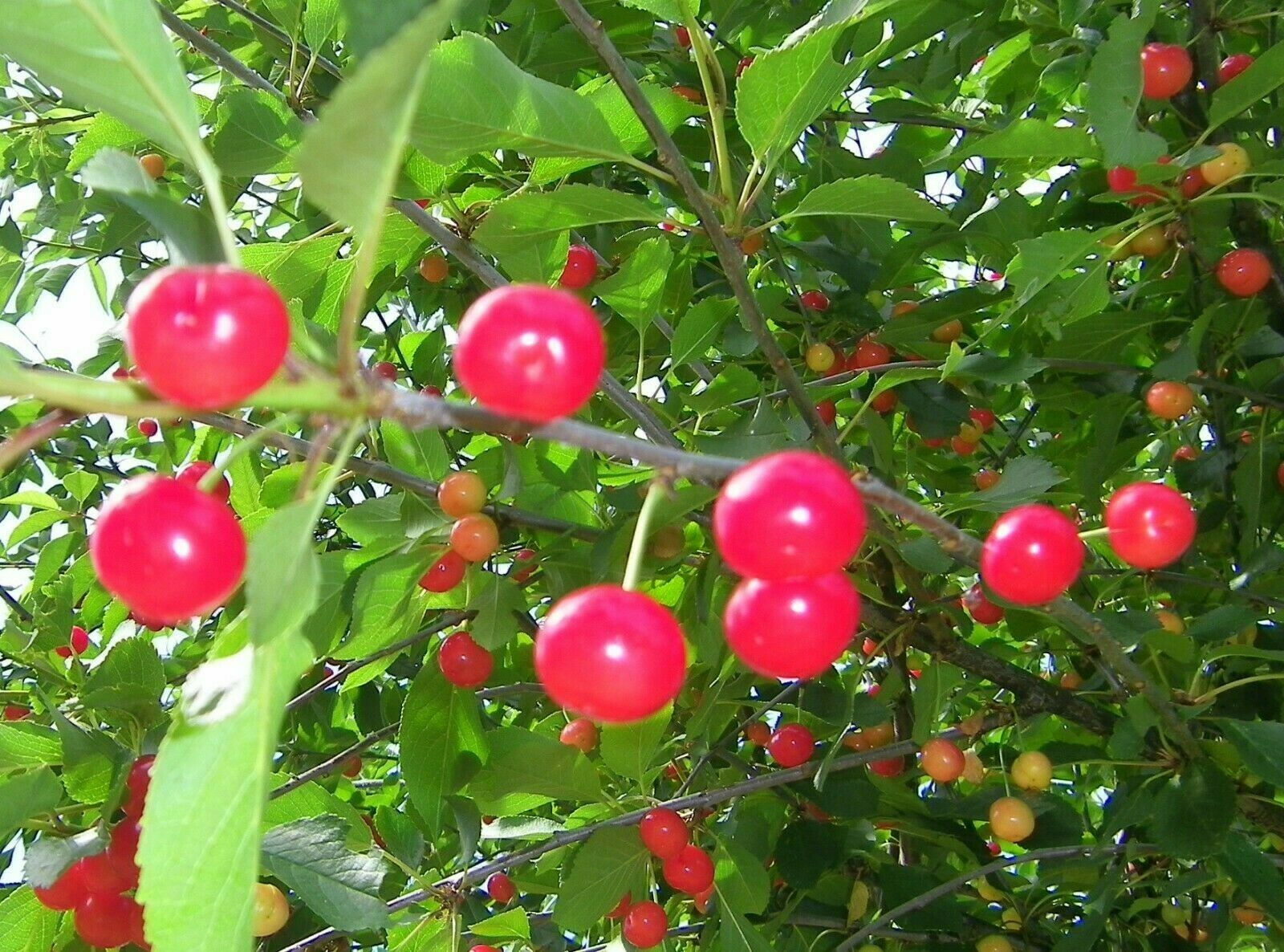 British Columbia Early Richmond Cherry Tree Seeds - High Yielding Juicy Cherry